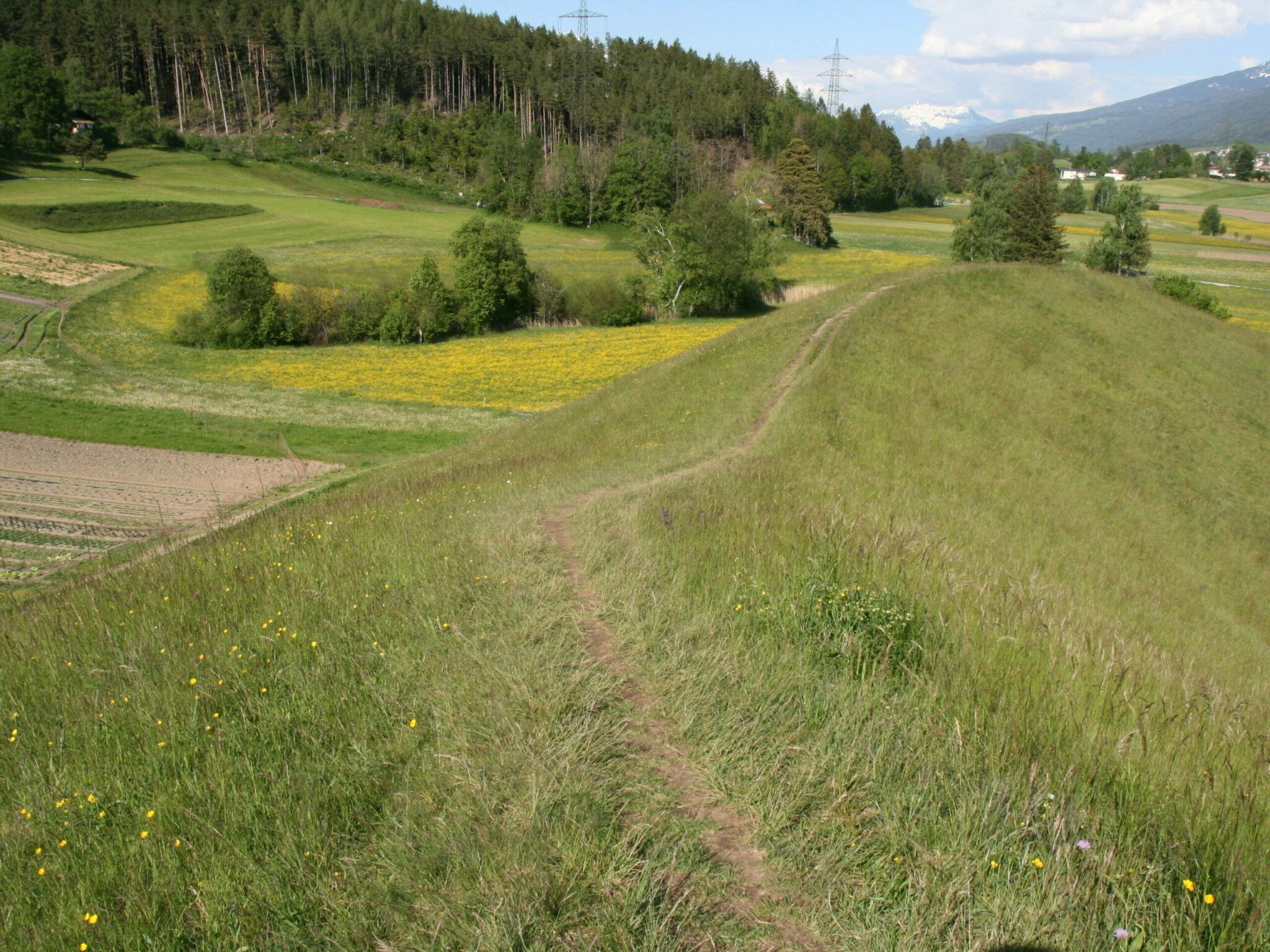 Erhebungsstandort: Wiesenfläche mit Wald, Wiesen und Feldern im Hintergrund