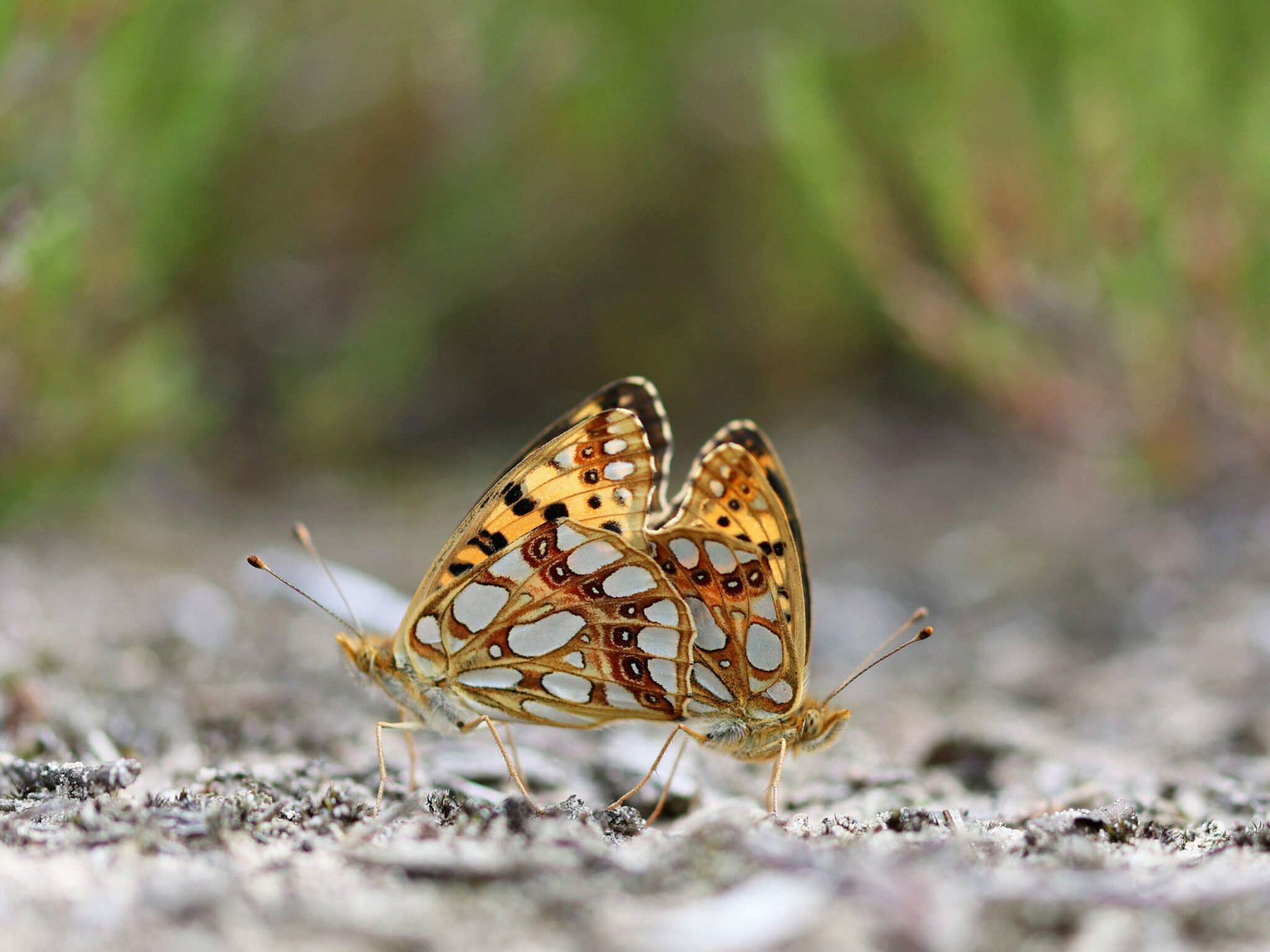 Kleine Perlmuttfalter (Issoria lathonia) bei der Paarung