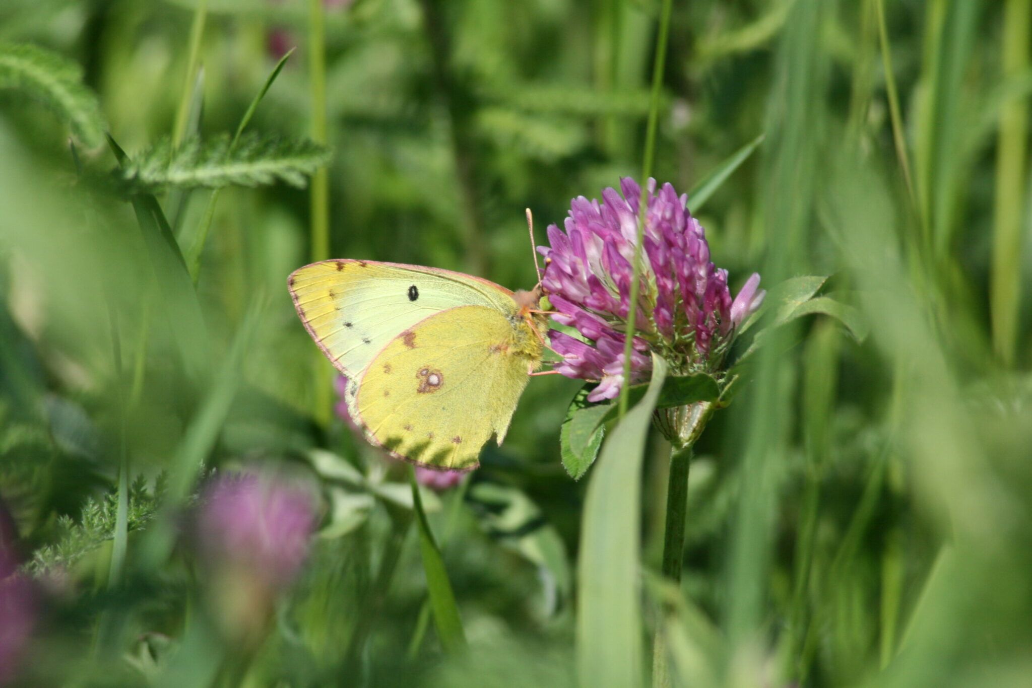 Gelbling (Colias hyale/alfacariensis)