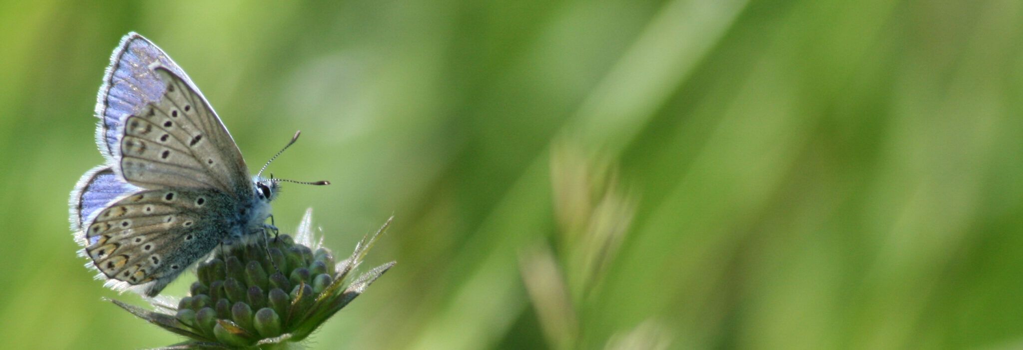 Hauhechel-Bläuling (Polyommatus icarus)