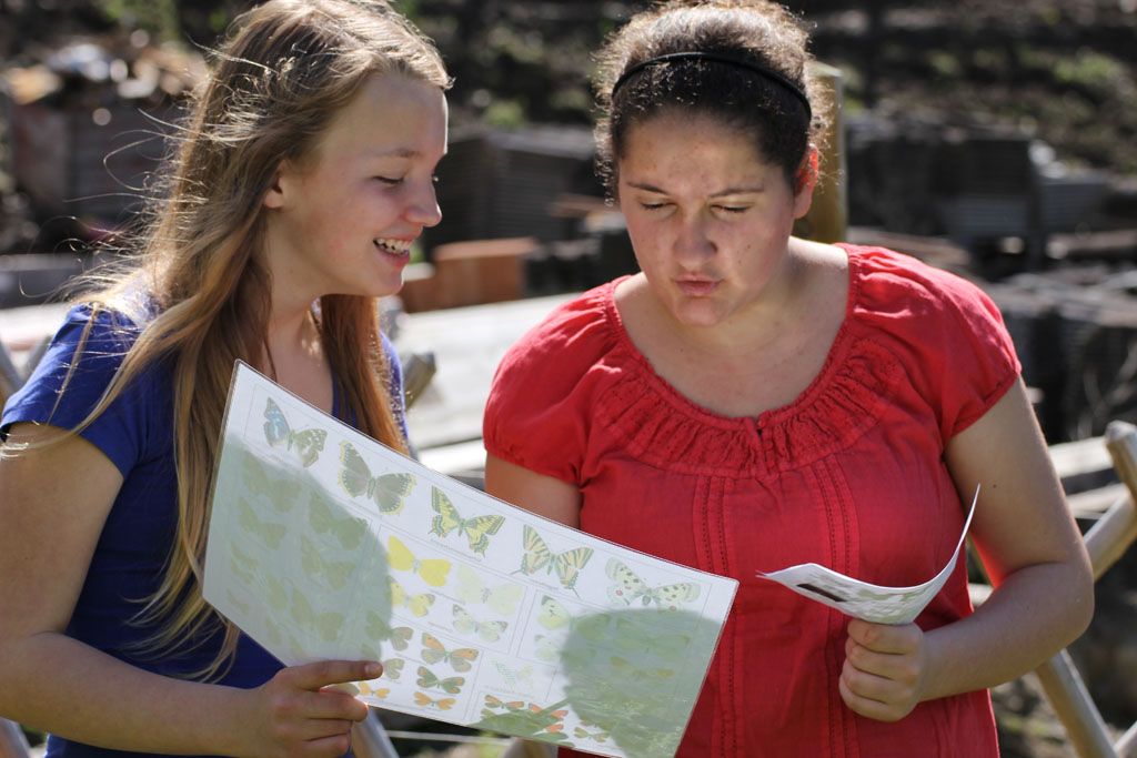 Freiwillige mit Abbildung zu Tagfalter-Gruppen 