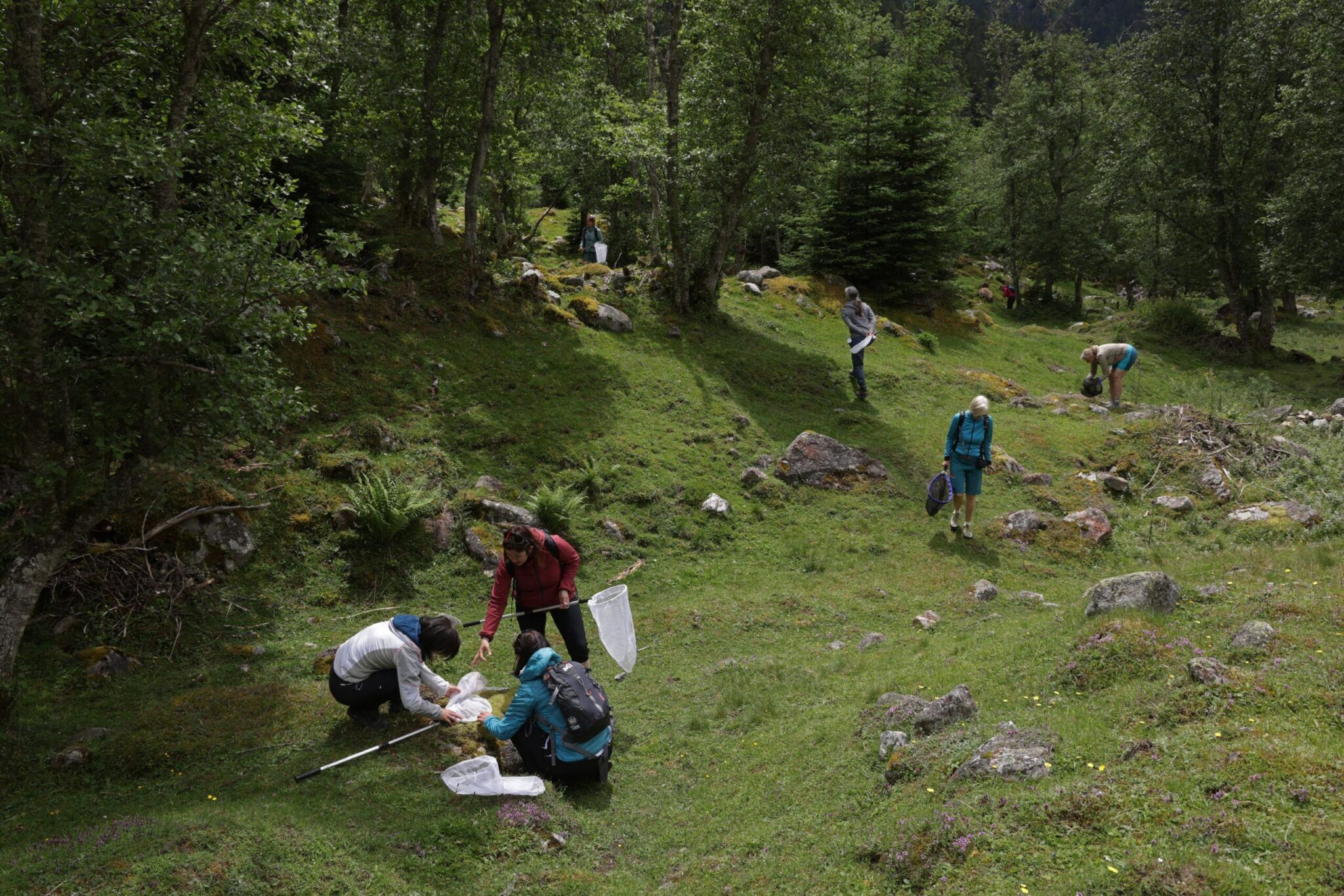 Teilnehmer*innen beim Bestimmen auf einer Tagfalter Exkursion ins Naturschutzgebiet Valsertal
