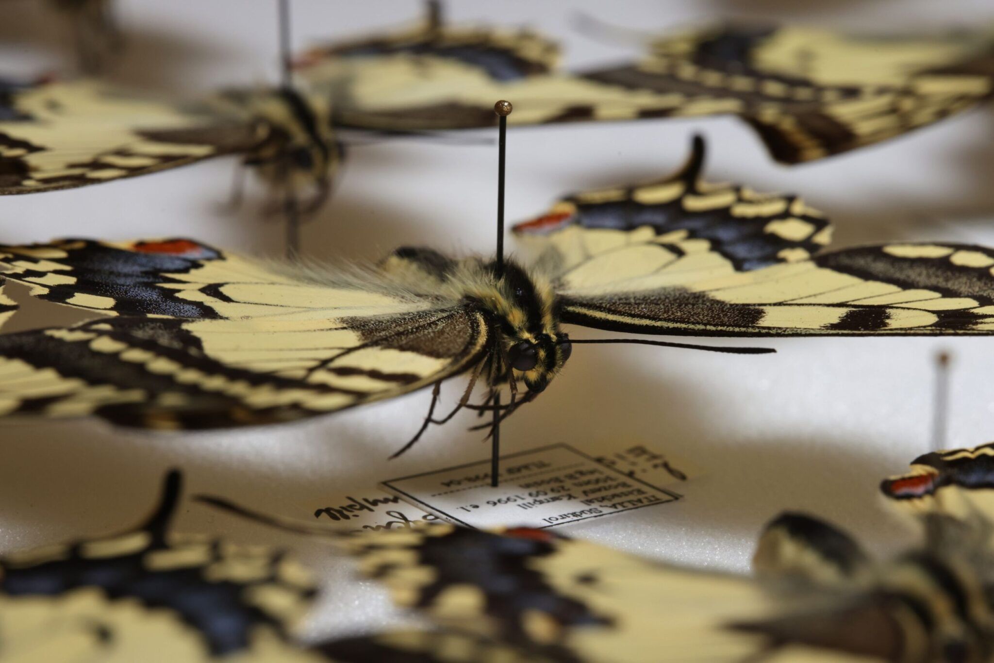 Schwalbenschwanz (Papilio machaon) in der naturkundlichen Sammlung der Landesmuseen (Hall in Tirol)
