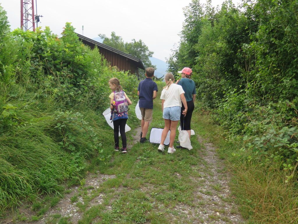 Vier Kinder mit Schmetterlingsnetzen auf der Suche nach Schmetterlingen