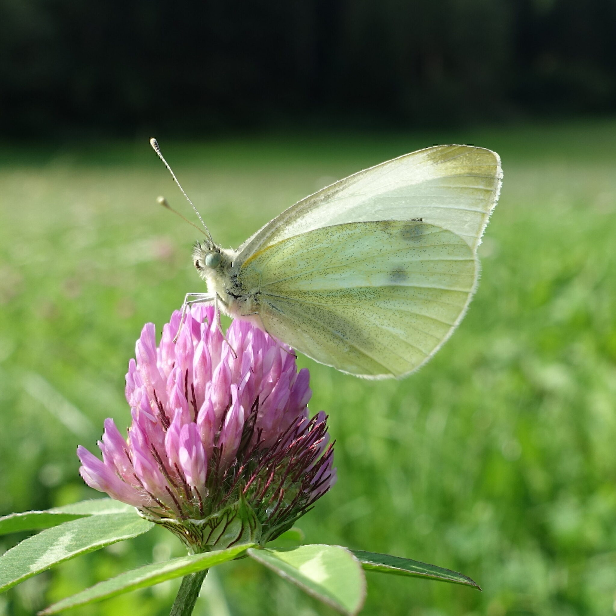 Kleiner Kohlweißling (Pieris rapae)