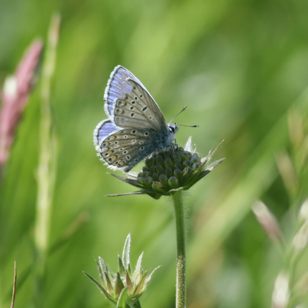 Hauhechel-Bläuling (Polyommatus icarus)