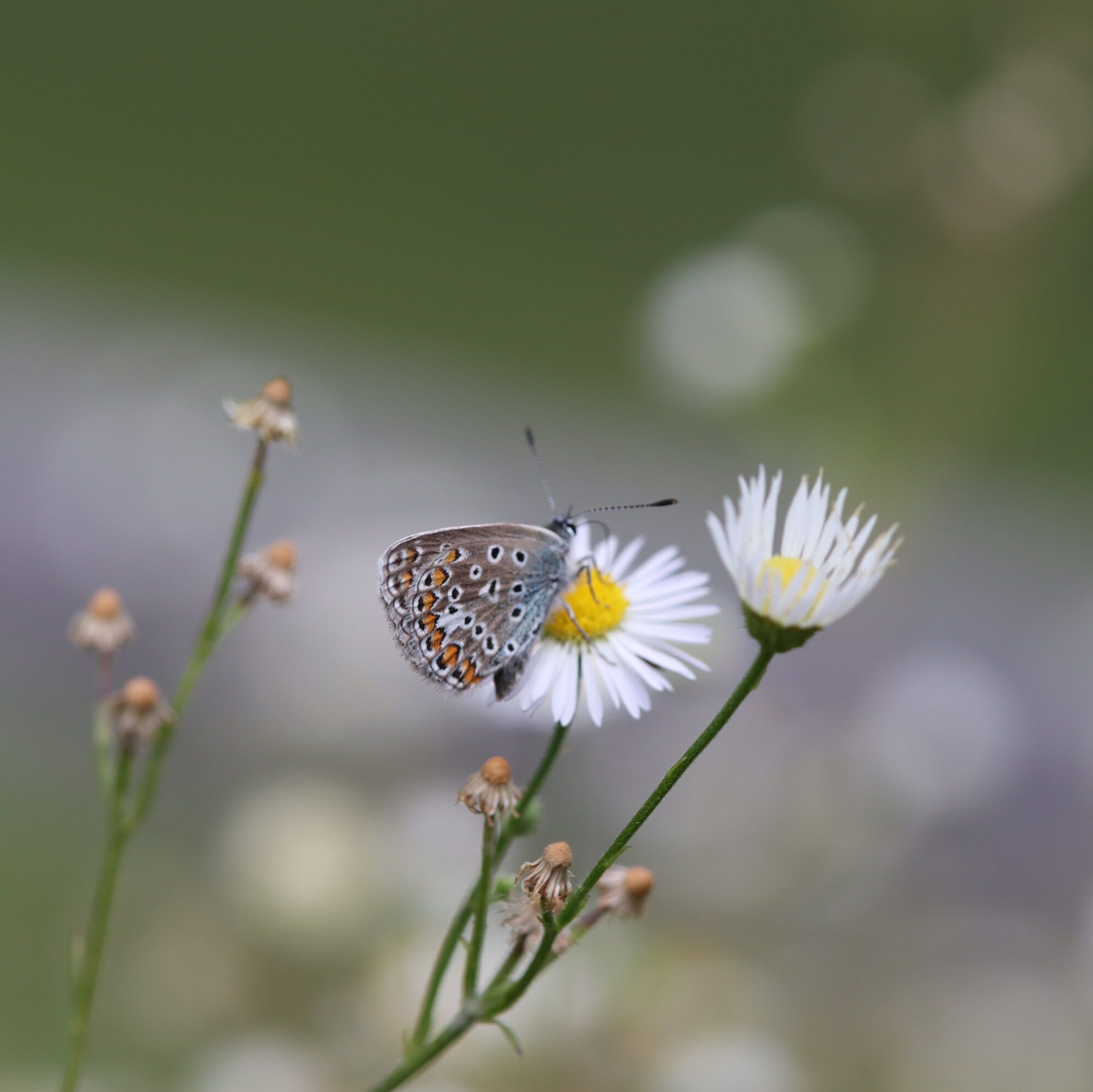 Hauhechel-Bläuling (Polyommatus icarus)