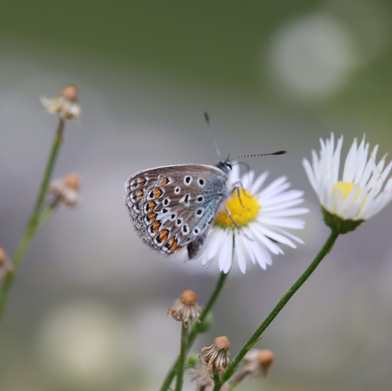 Hauhechel-Bläuling (Polyommatus icarus)