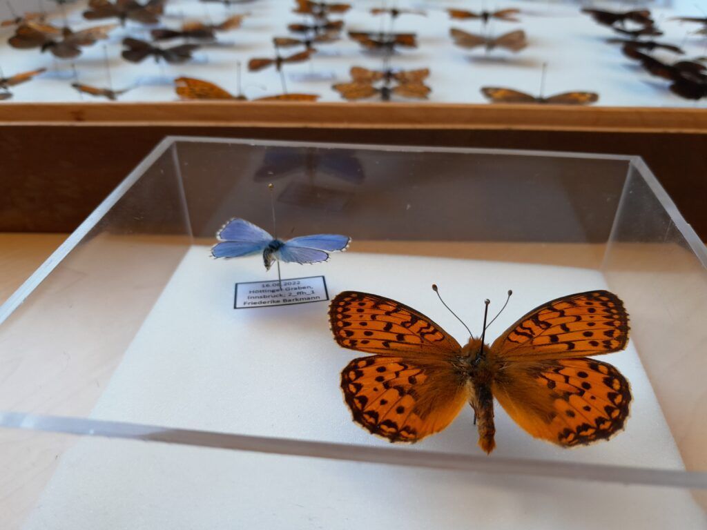 Präparierte Schmetterlinge in einem Steckkasten