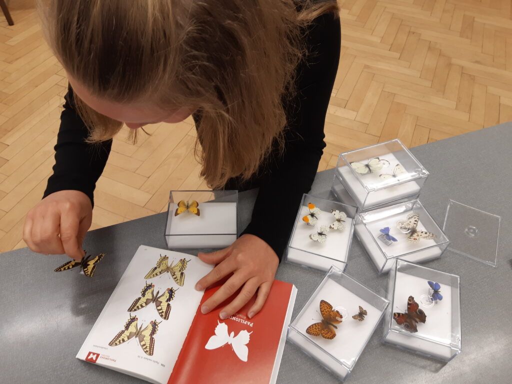 Teilnehmer*innen bei einem Workshop zu didaktischen Methodne zu Schmetterlingen