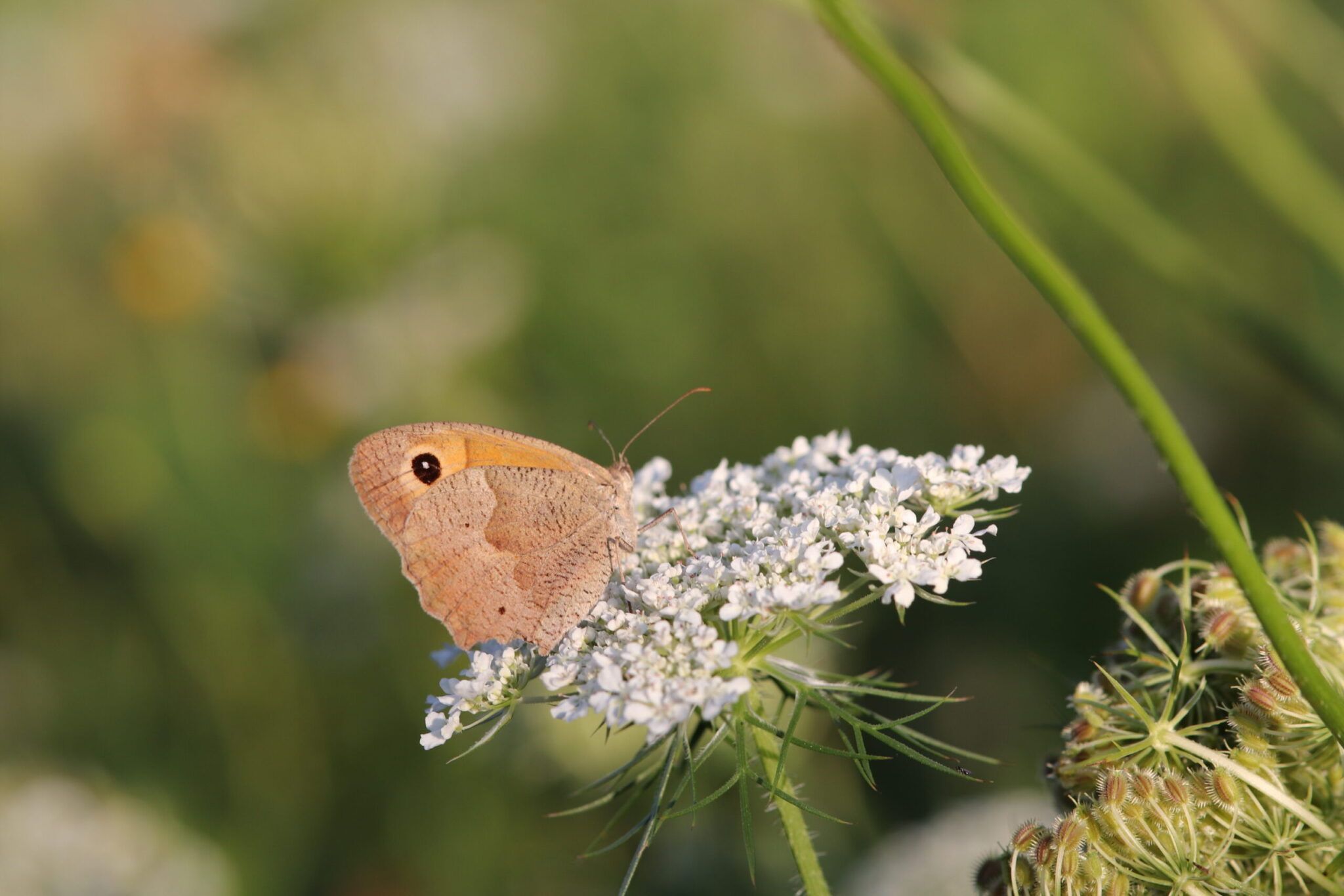 Viel-Falter Schmetterlings-Monitoring in der Presse