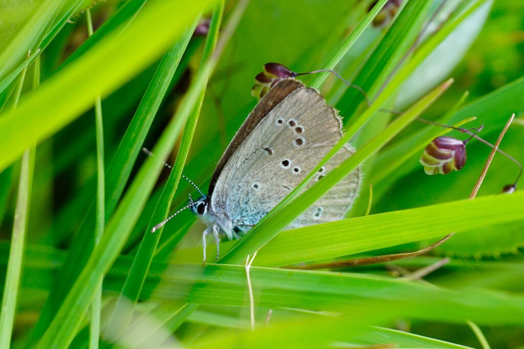 Rotklee-Bläuling (Cyaniris semiargus) im Gras