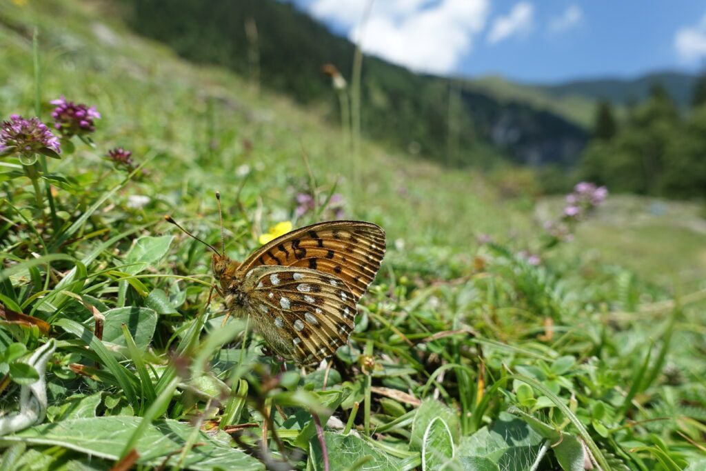 Großer Perlmuttfalter (Speyeria aglaja) auf einer Wiese.