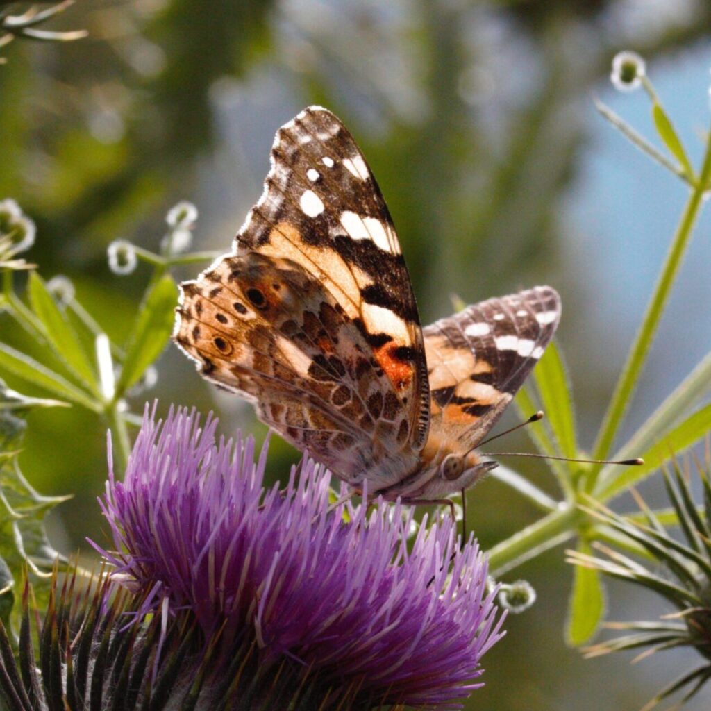 Distelfalter (Vanessa cardui) auf einer Distelblüte