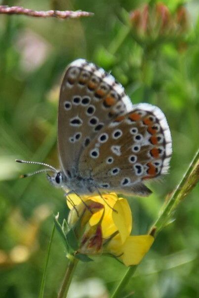 Himmelblauer Bläuling (Lysandra bellargus)