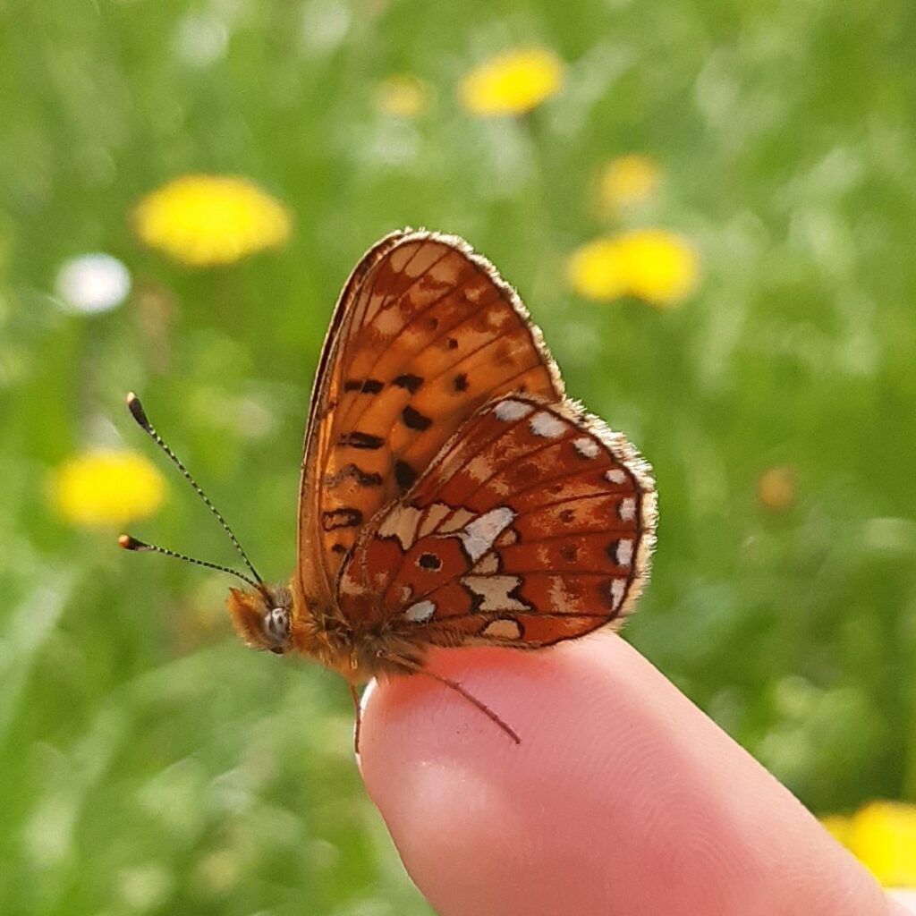 Silberfleck-Perlmuttfalter (Boloria euphrosyne)