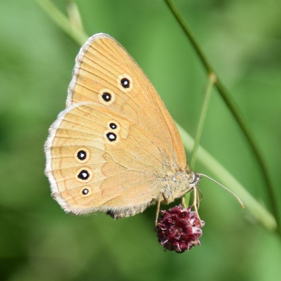 Dunkler Waldvogel (Aphantopus hyperantus)