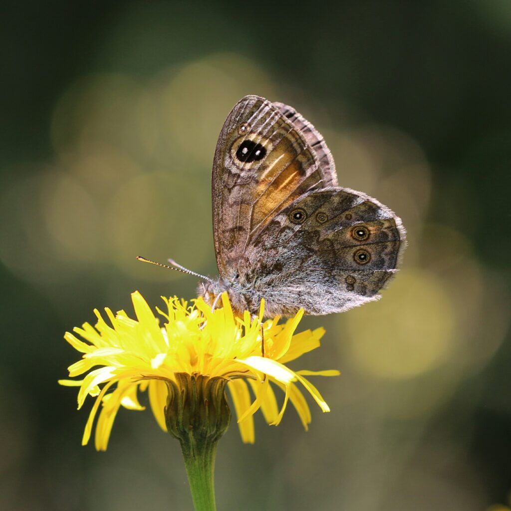 Braunauge (Lasiommata maera)