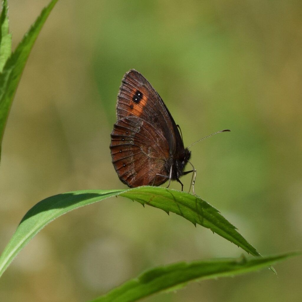 Graubindiger Mohrenfalter (Erebia aethiops)