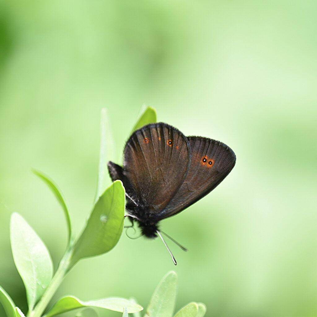 Rundaugen-Mohrenfalter (Erebia medusa)