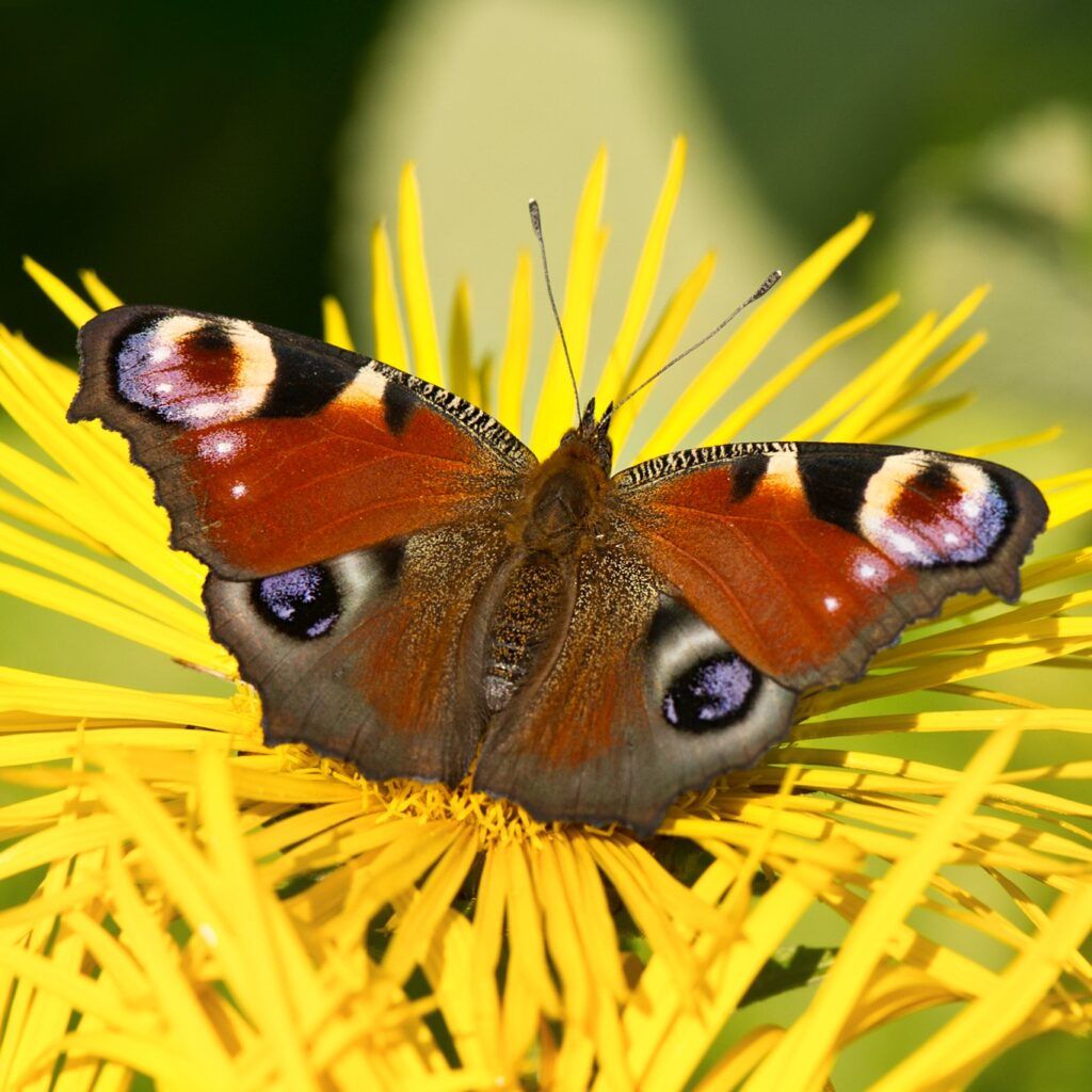 Tagpfauenauge (Aglais io)