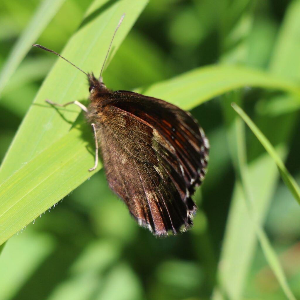 Weißbindiger Bergwald-Mohrenfalter (Erebia euryale)