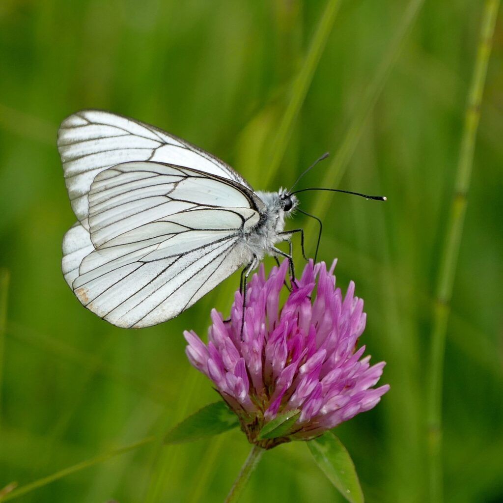 Baumweißling (Aporia crataegi)