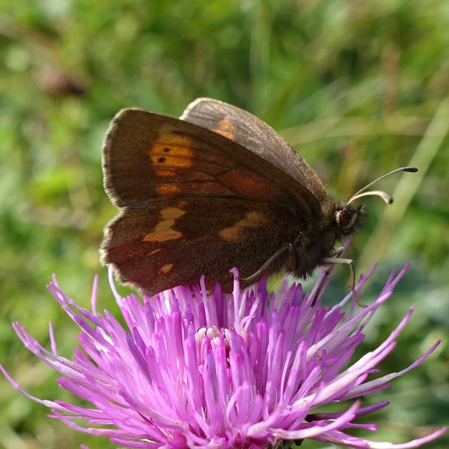 Weibchen des Gelbfleckigen Mohrenfalters (Erebia manto)