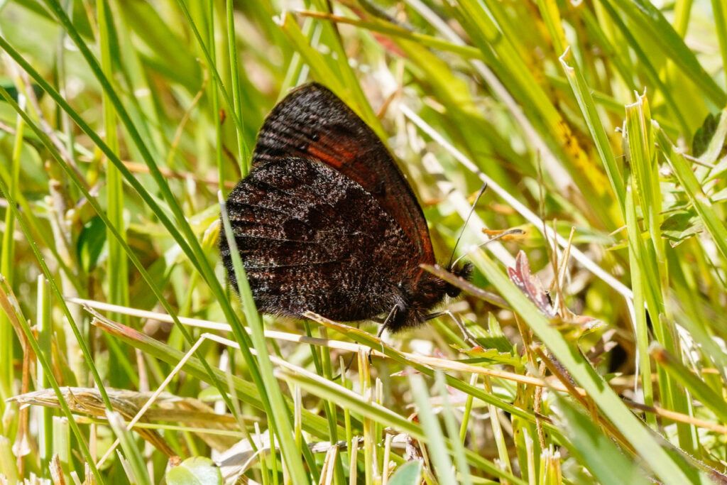 Quellen-Mohrenfalter (Erebia pronoe)