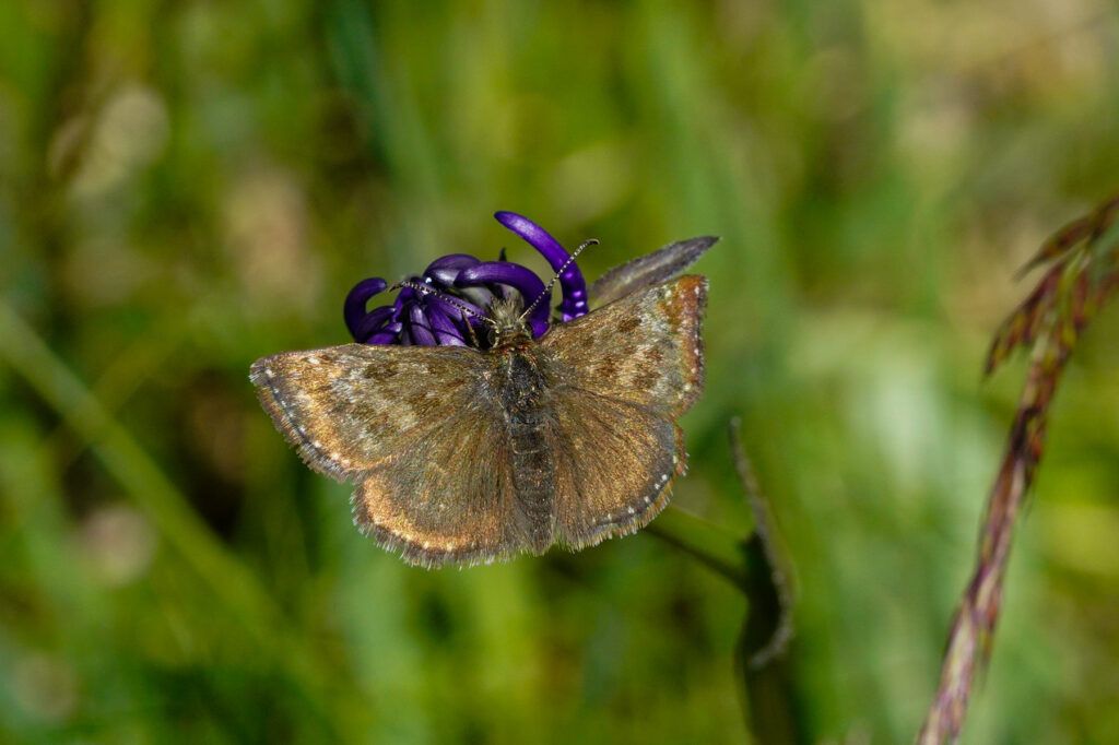 Dunkler Dickkopffalter (Erynnis tages)