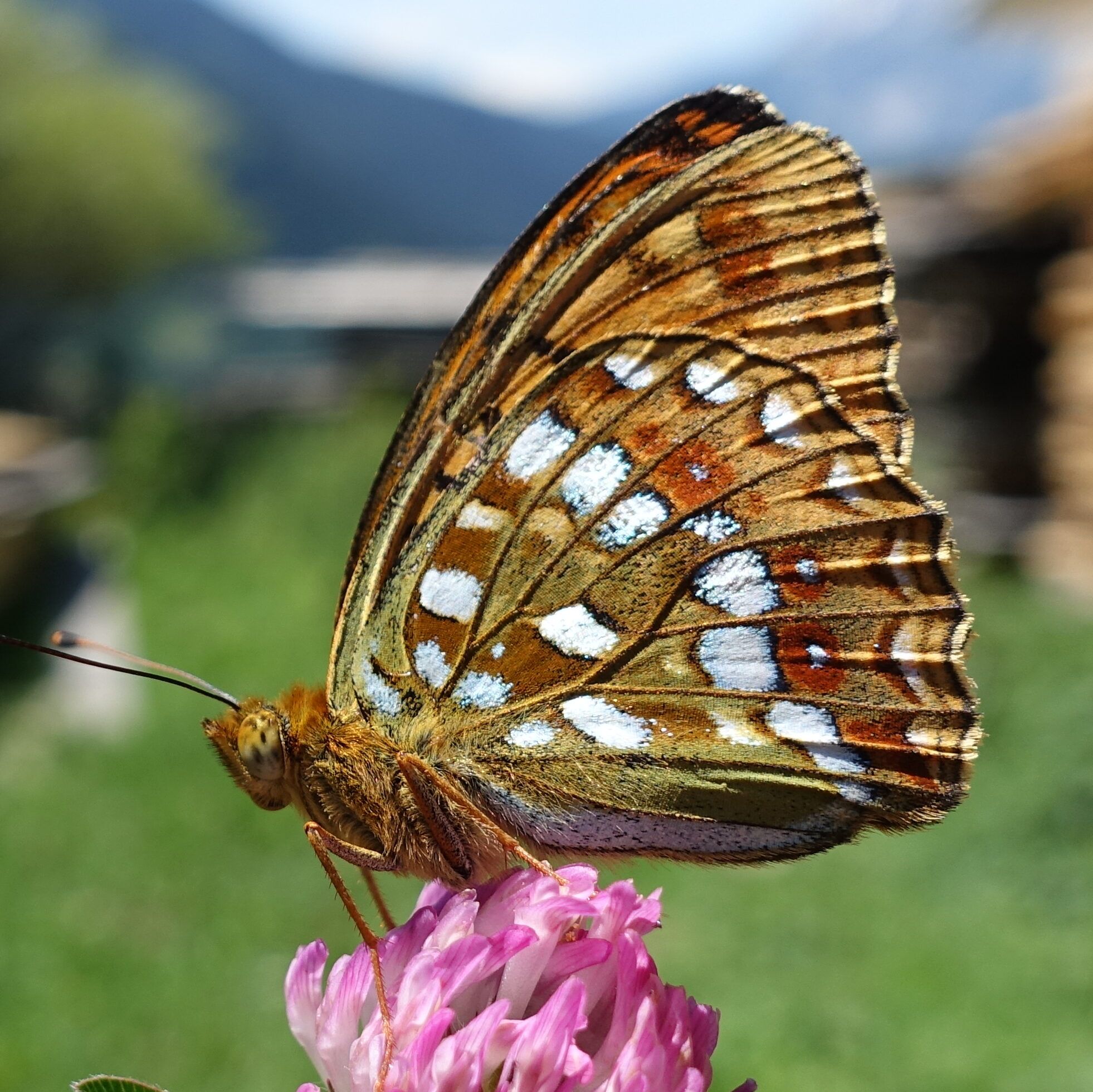 Feuriger Perlmuttfalter (Fabriciana adippe)