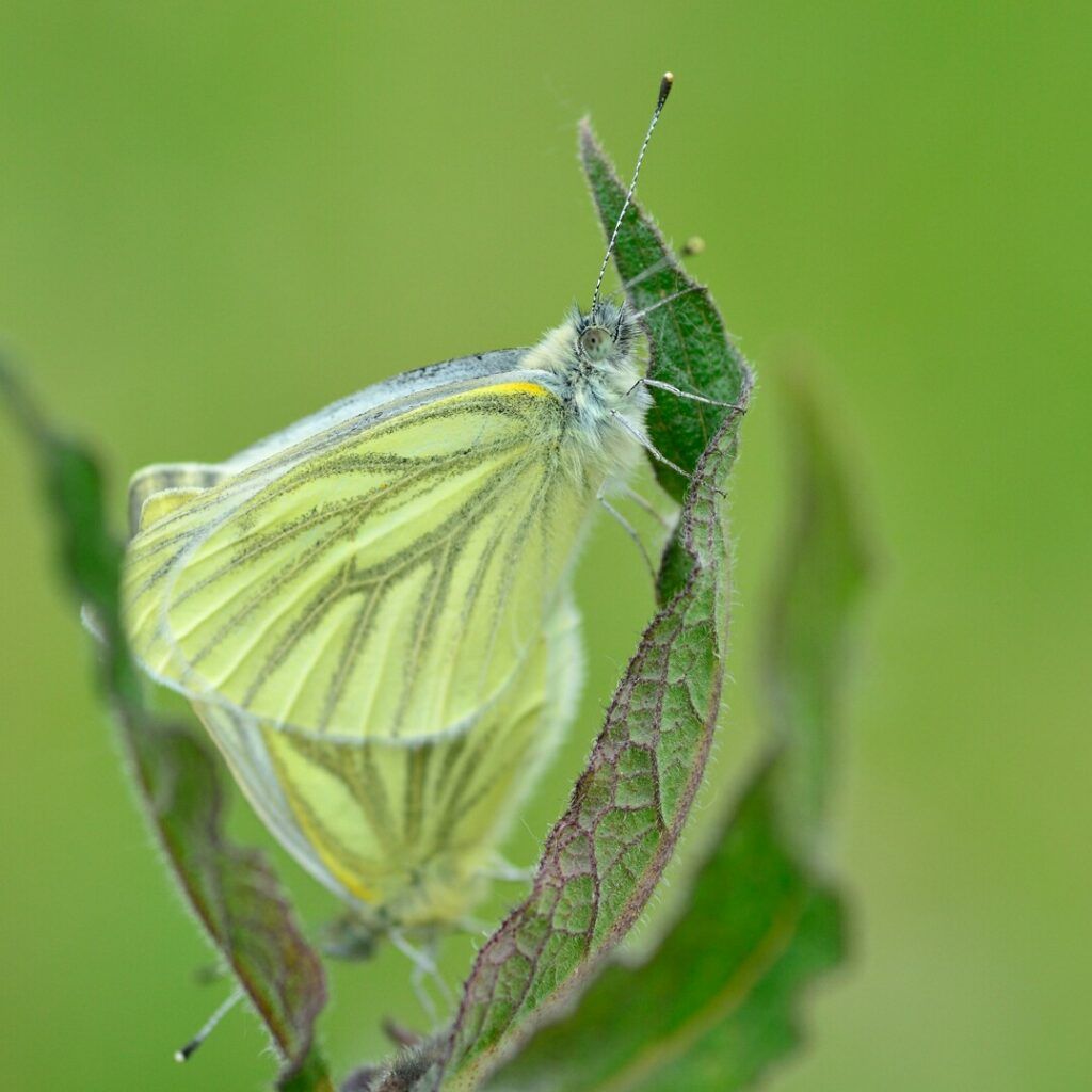 Grünader-Weißling (Pieris napi)