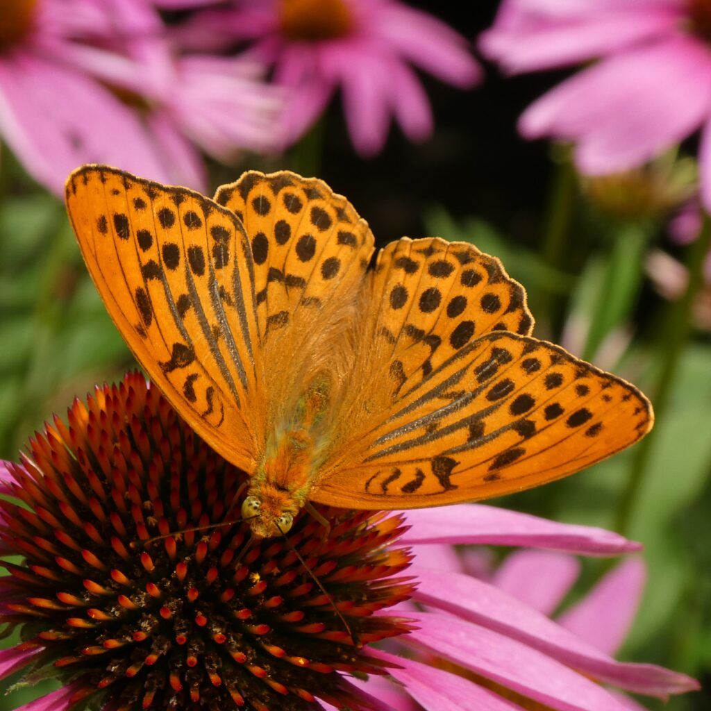 Kaisermantel (Argynnis paphia)