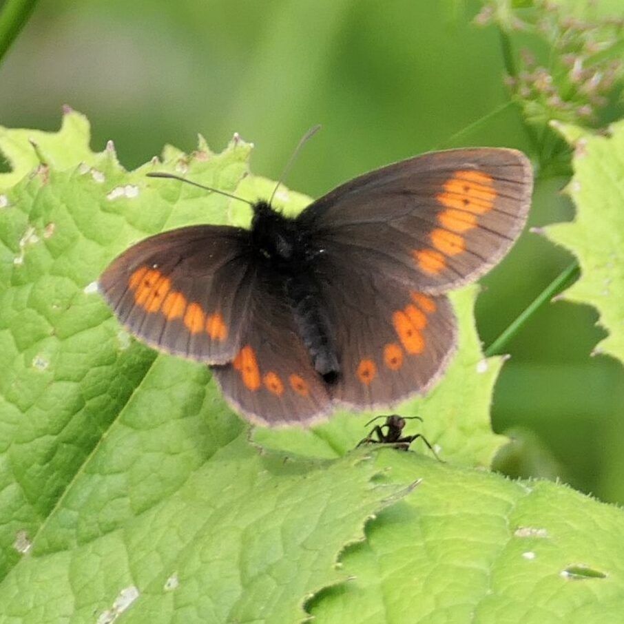 Kleiner Mohrenfalter (Erebia melampus)