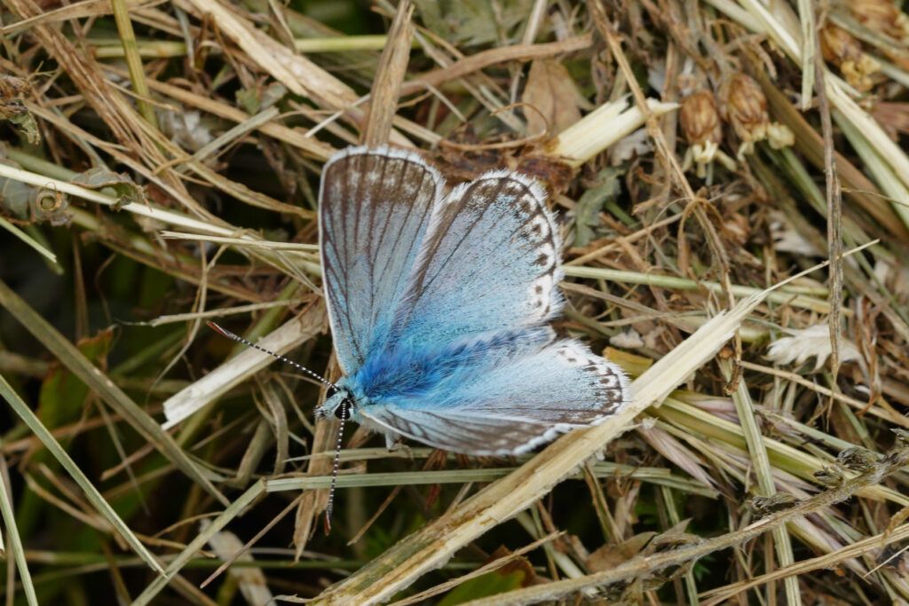 Silbergrüner Bläuling (Lysandra coridon)