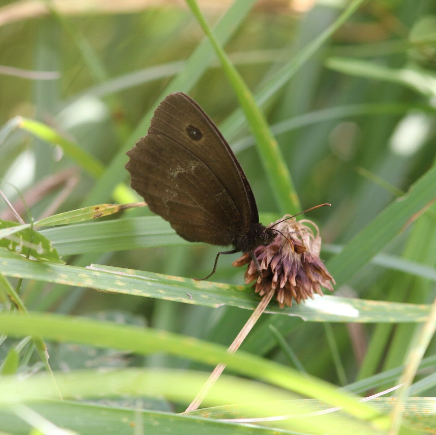 Blauäugiger Waldportier (Minois dryas)