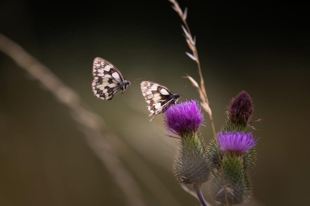 Schachbrettfalter (Melanargia galathea)