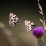 Schachbrettfalter (Melanargia galathea)