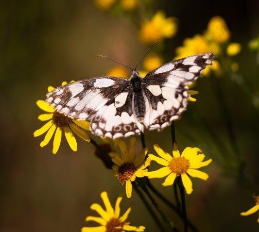 Schachbrettfalter (Melanargia galathea)