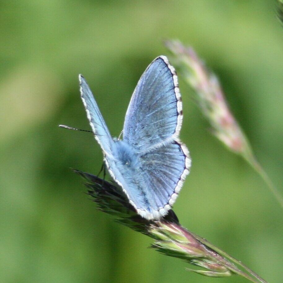 Himmelblauer Bläuling (Lysandra bellargus)