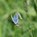 Himmelblauer Bläuling (Lysandra bellargus)