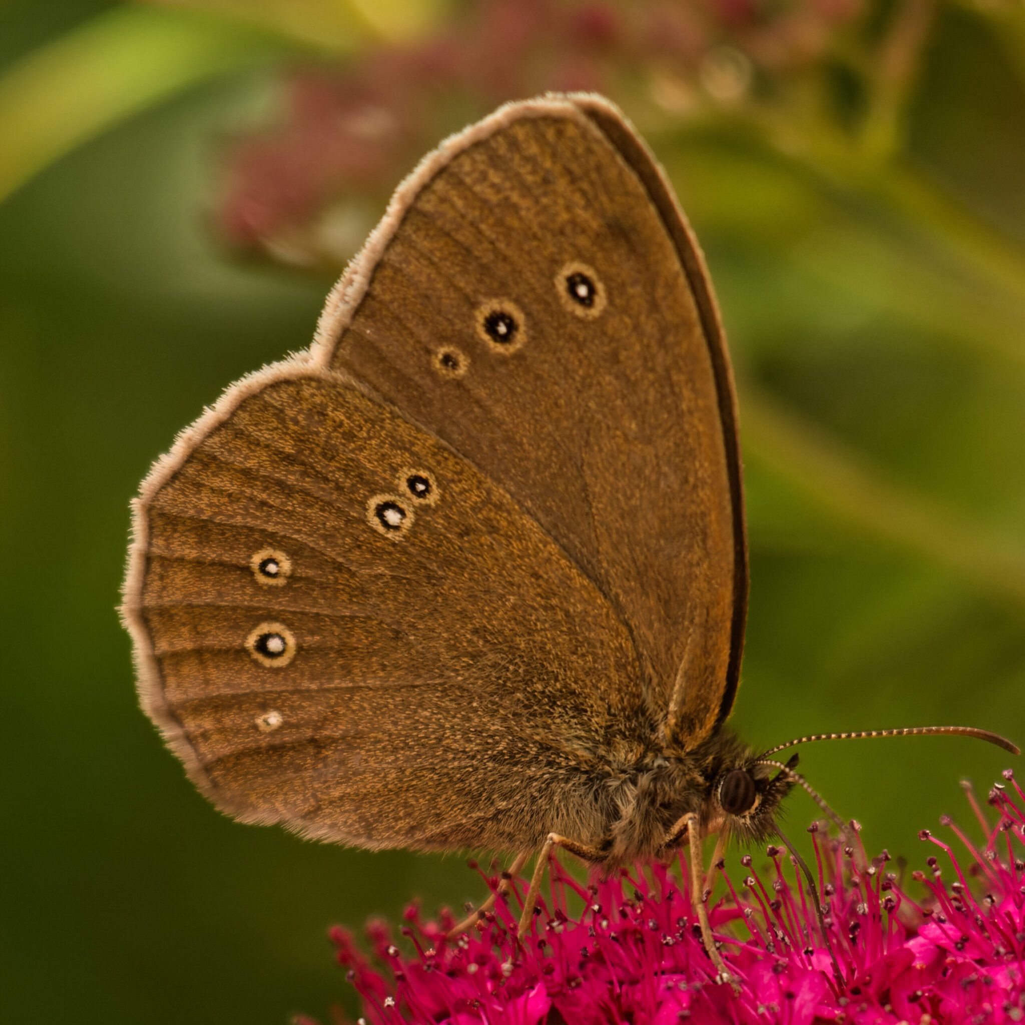 Dunkler Waldvogel (Aphantopus hyperantus)