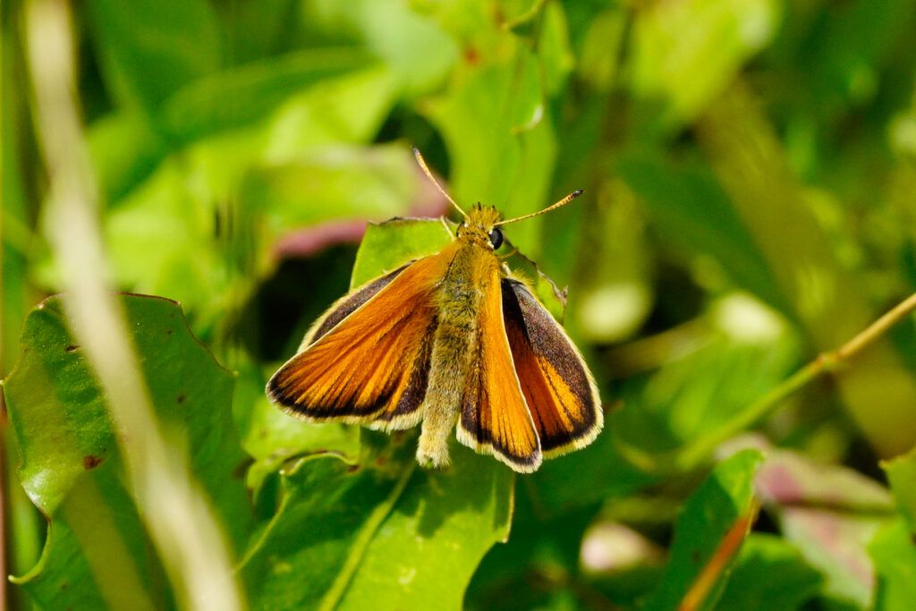 Schwarzkolbiger Braun-Dickkopffalter (Thymelicus lineola)