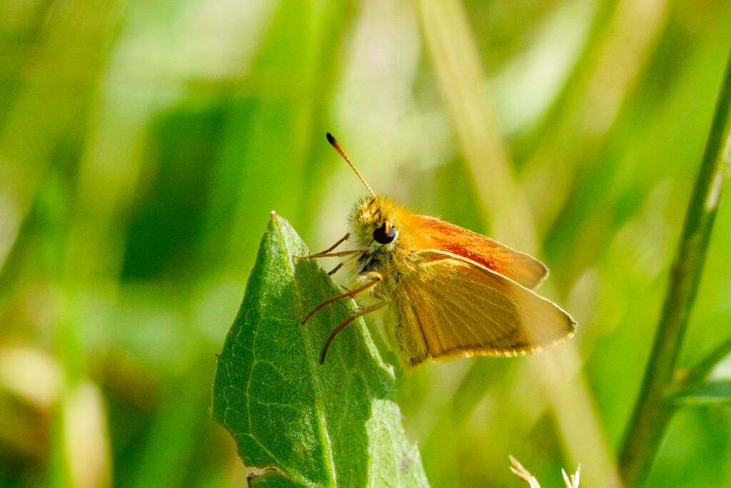 Schwarzkolbiger Schwarz-Dickkopffalter (Thymelicus lineola)