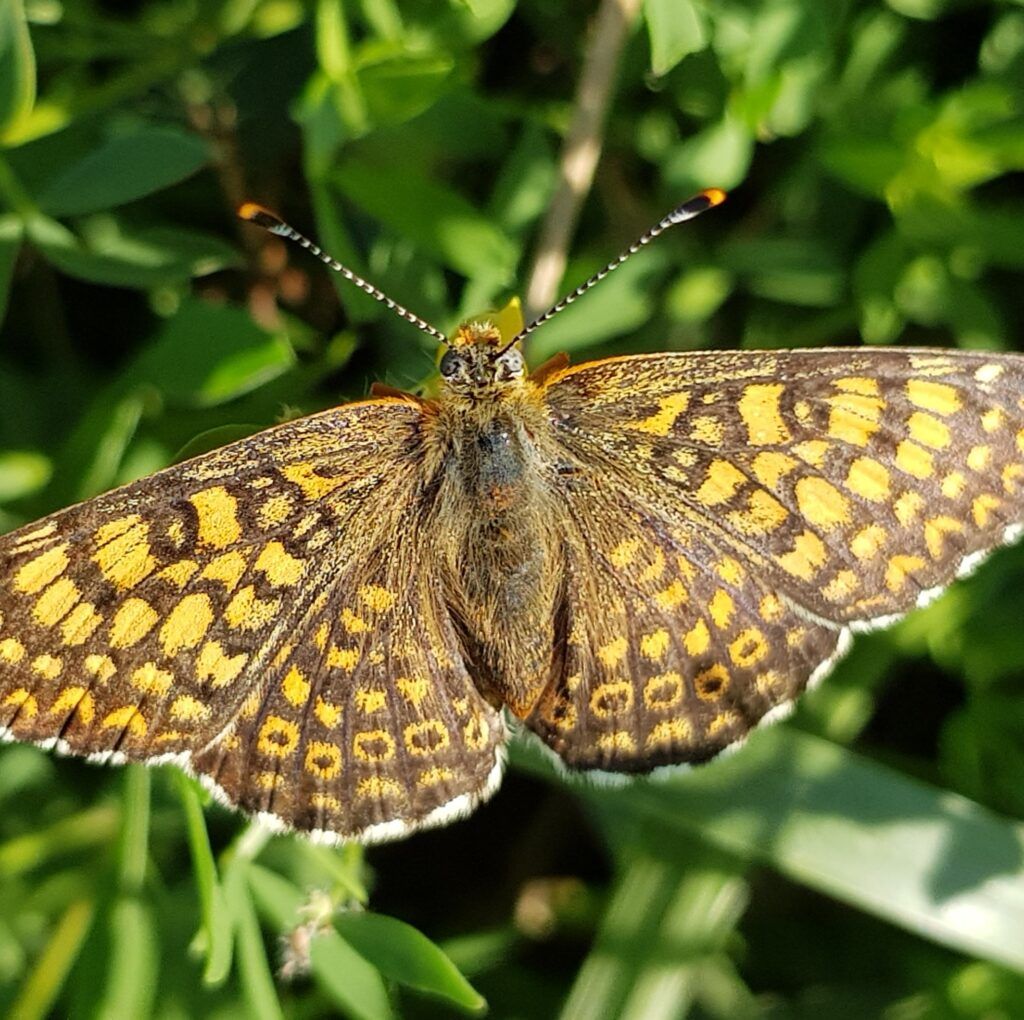 Wegerich-Scheckenfalter (Melitaea cinxia)