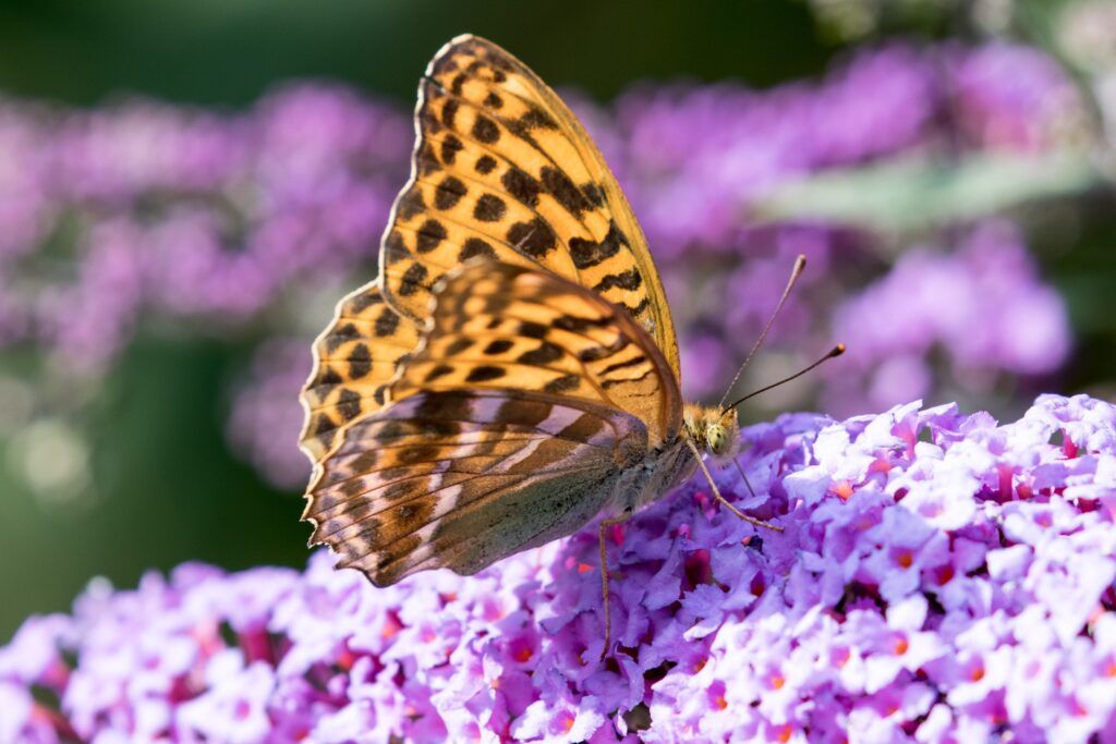 Kaisermantel (Argynnis paphia)