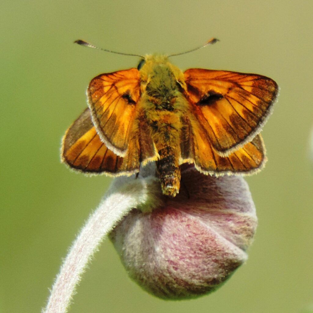 Rostfarbiger Dickkopffalter (Ochlodes sylvanus)