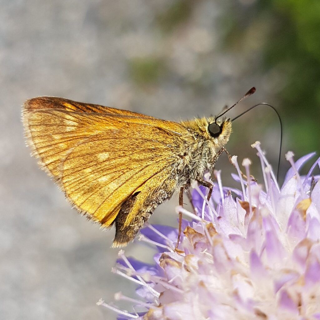 Rostfarbiger Dickkopffalter (Ochlodes sylvanus)