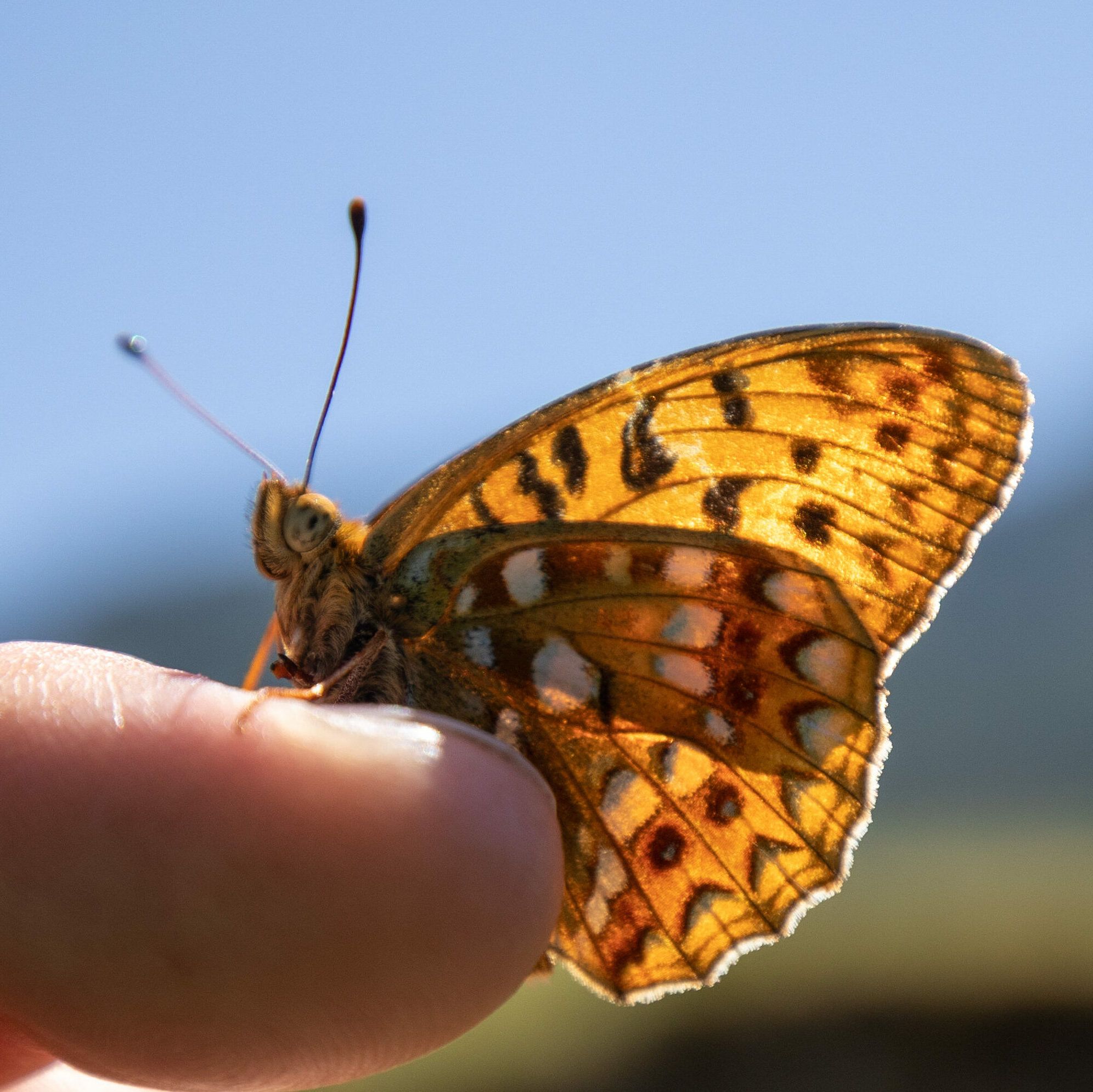 Feuriger Perlmuttfalter (Fabriciana adippe) auf einem Finger sitzend