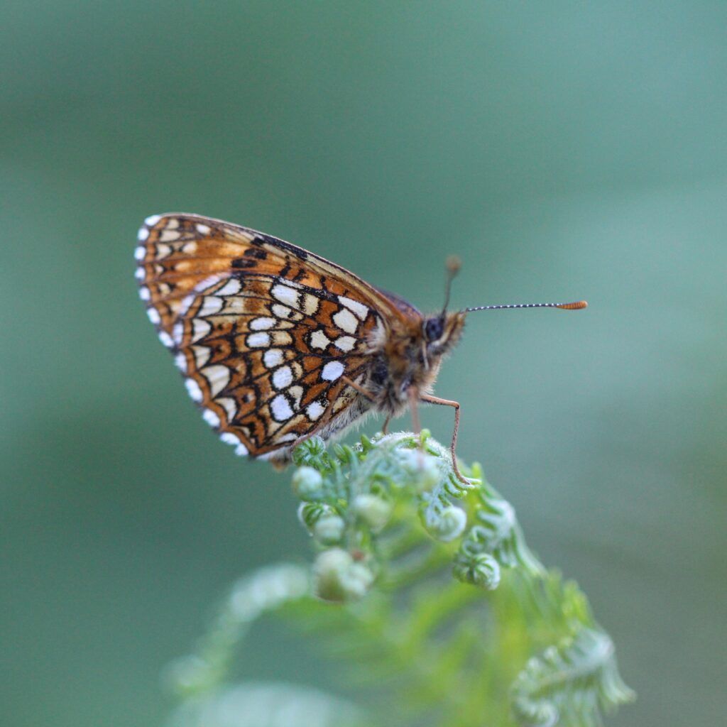 Baldrian-Scheckenfalter (Melitaea diamina)